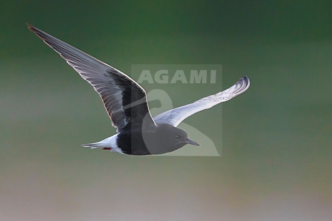 Adulte Witvleugelstern in vlucht; White-winged Tern adult in flight stock-image by Agami/Daniele Occhiato,