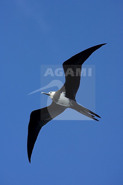 Immature Ascension Frigatebird flying; Onvolwassen Ascensionfregatvogel vliegend stock-image by Agami/Marc Guyt,