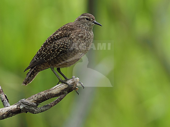 Endangered Tuamotu Sandpiper (Prosobonia parvirostris) in French Polynesia. stock-image by Agami/James Eaton,