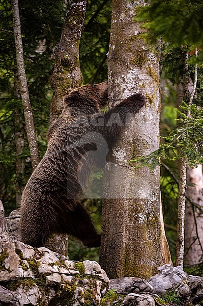 A European brown bear, Ursus arctos, trying to clim a tree. Notranjska, Slovenia stock-image by Agami/Sergio Pitamitz,