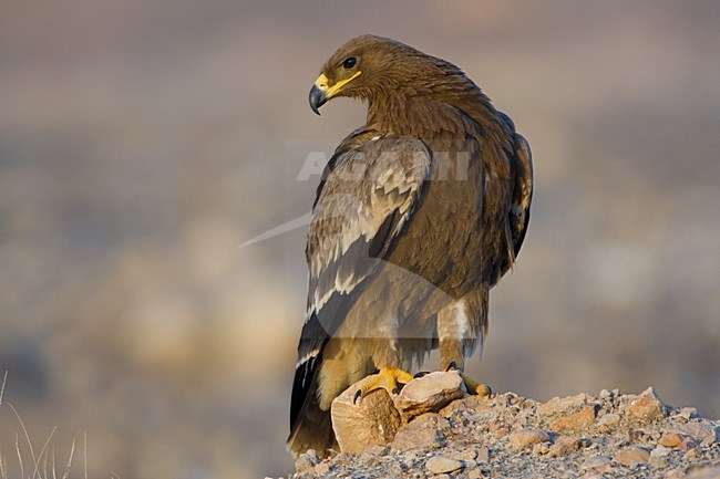 Onvolwassen Steppearend in zit; Immature Steppe Eagle perched stock-image by Agami/Daniele Occhiato,