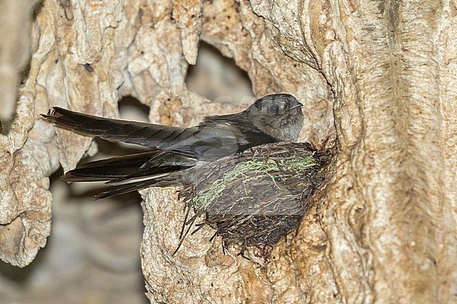 Atiu swiftlet (Aerodramus sawtelli), endemic to Atiu in the Cook Islands. On its nest in a cave. Also known as Sawtell's Swiftlet. stock-image by Agami/Pete Morris,