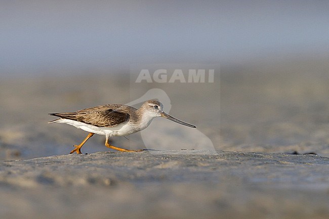 Terek Sandpiper - Terekwasserläufer - Xenus cinereus, Oman, nonbreeding stock-image by Agami/Ralph Martin,