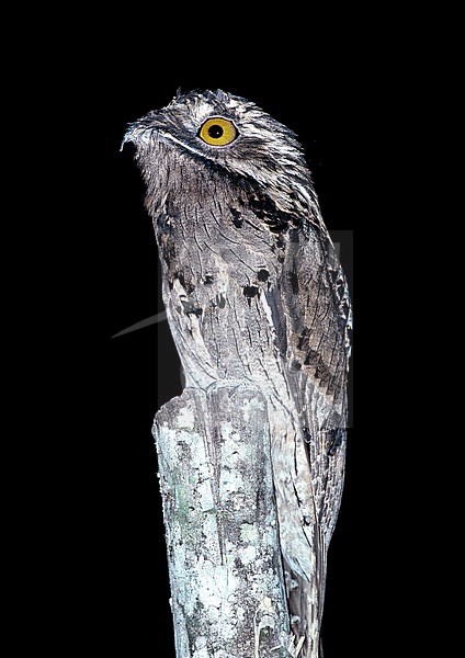 Common Potoo (Nyctibius griseus) perched on a pole during the night from where it hunts. A very well camouflaged species of bird. stock-image by Agami/Andy & Gill Swash ,