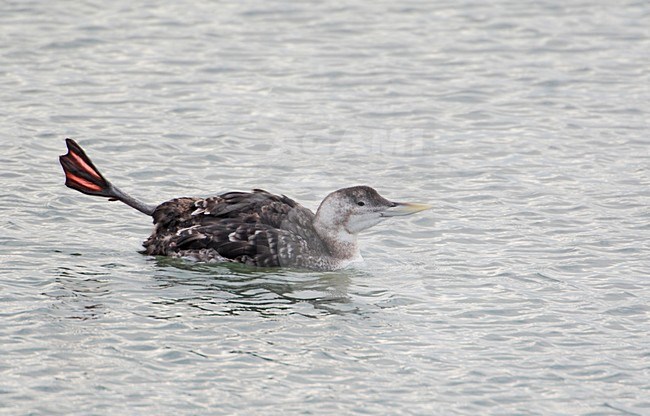 Zwemmende Geelsnavelduiker; Swimming Yellow-billed Loon stock-image by Agami/Markus Varesvuo,