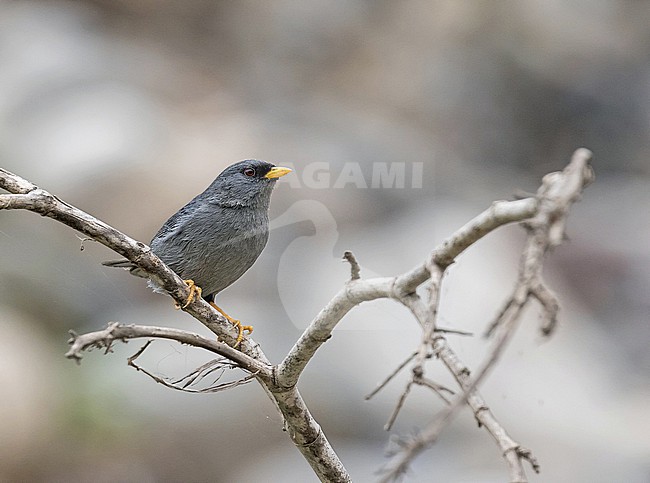 Slender-billed Finch (Xenospingus concolor) in northern Peru. stock-image by Agami/Pete Morris,
