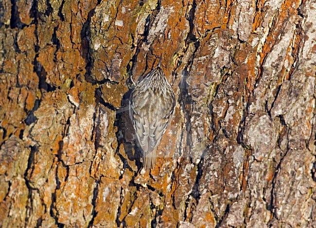 Kortsnavelboomkruiper foeragerend tegen boomstam; Treecreeper foraging on treetrunc stock-image by Agami/Markus Varesvuo,