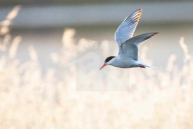 Adult Common Tern (Sterna hirundo) flying over saltpans near Skala Kalloni on the Mediterranean island of Lesvos, Greece. With backlight flying in front of reed. stock-image by Agami/Marc Guyt,