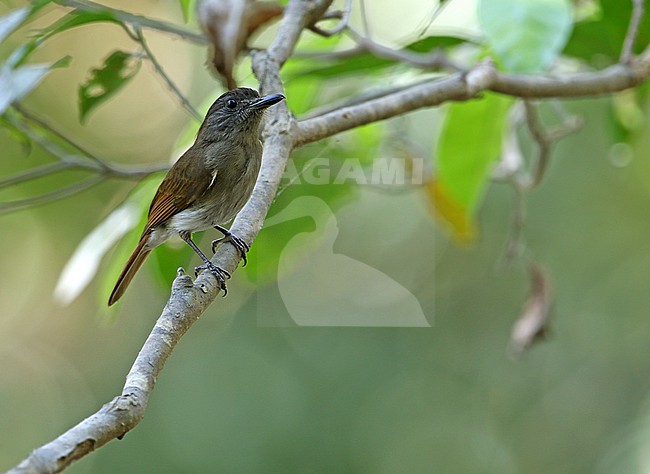 Sumba jungle flycatcher (Cyornis stresemanni) in the Lesser Sundas, Indonesia. stock-image by Agami/James Eaton,