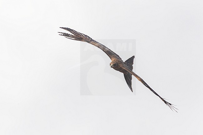 Yellow-billed Kite (Milvus aegyptius aegyptius) in Mogadishu in Somalia. stock-image by Agami/David Monticelli,