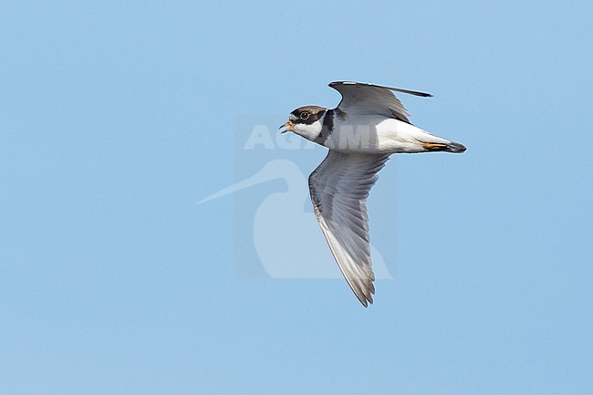 Adult Semipalmated Plover (Charadrius semipalmatus) in breeding plumage flying over Seward Peninsula, Alaska, USA. stock-image by Agami/Brian E Small,