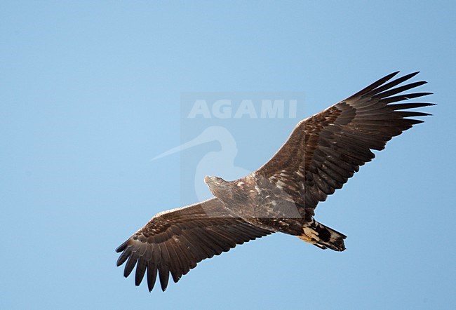 Onvolwassen Zeearend in vlucht, Immature White-tailed Eagle in flight stock-image by Agami/Markus Varesvuo,