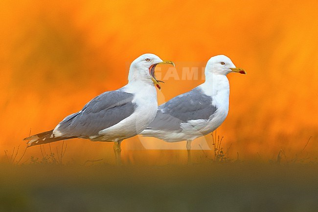 Adult Yellow-legged Gull (Larus michahellis) in Italy. stock-image by Agami/Daniele Occhiato,