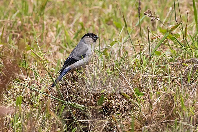 Azores Bullfinch (Pyrrhula murina) sitting on the ground in search of seed, Sierra de la Tronqueira, Sao Miguel, Azores, Portugal. stock-image by Agami/Vincent Legrand,