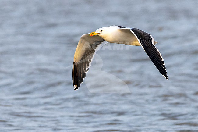 Kelp Gull (Larus dominicanus) in adult summer plumage in flight. stock-image by Agami/David Monticelli,