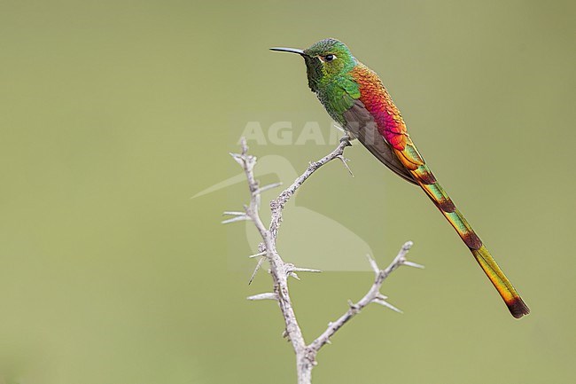 Red-tailed Comet (Sappho sparganurus) Perched on a branch in Argentina stock-image by Agami/Dubi Shapiro,