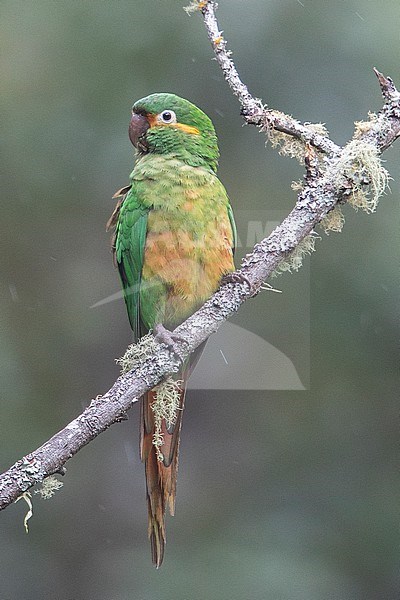Golden-plumed Parakeet (Leptosittaca branickii) at Quindio, Colombia. stock-image by Agami/Tom Friedel,