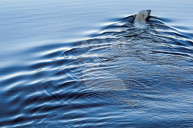 Polar Bear (Ursus marinus). Haussgarden, Greenland Sea. No Country for old Bear.
German Polar research expedition ship named Polarstern. Big breath front of me trying to get an interesting landscape picture. This Bear attract my ear by his strong breath at less than 10 meters far... A Polar Bear try to escape the boat. The blue color dominant is made by the shadow of the huge boat and that translate the short distance view. The lay-out of this picture remind me how this animal is endangered. stock-image by Agami/Vincent Legrand,