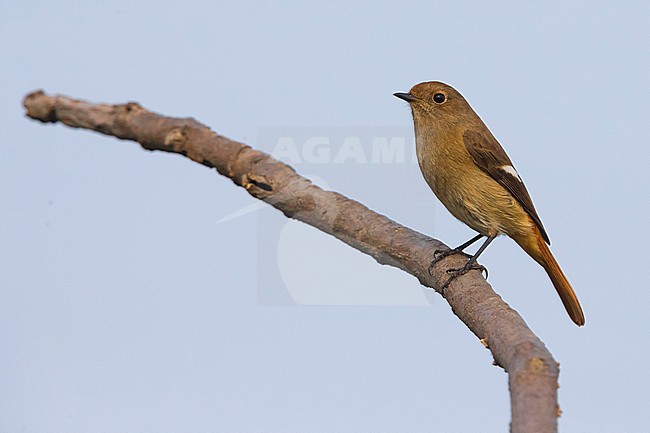 Vrouwtje Spiegelroodstaart; Female Daurian Redstart stock-image by Agami/Daniele Occhiato,
