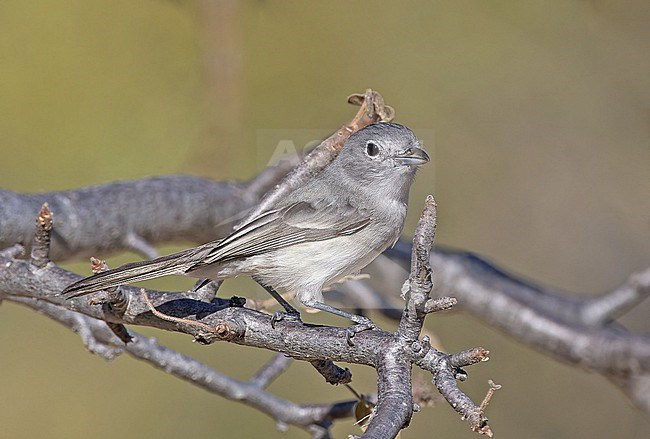 Grey Vireo, Vireo vicinior, in Western Mexico. stock-image by Agami/Pete Morris,