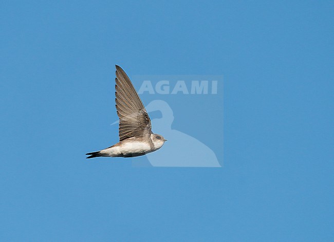 Flying  Sand Martin (Riparia riparia) in blue sky in sideview showing underside stock-image by Agami/Ran Schols,