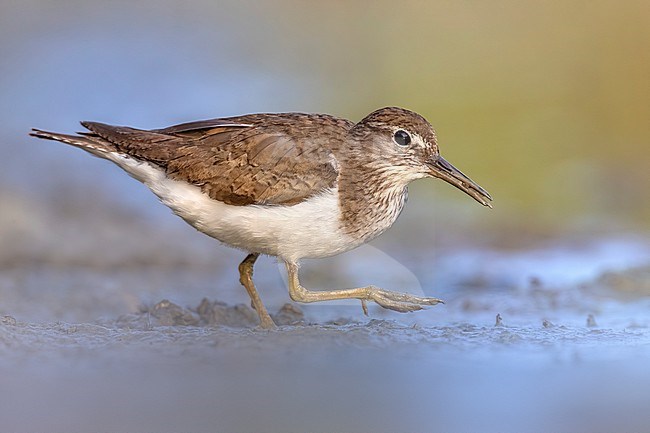 Common Sandpiper, Actitis hypoleucos, in Italy. stock-image by Agami/Daniele Occhiato,