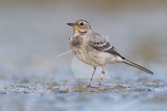 Juvenile White Wagtail (Motacilla alba) in Italy. stock-image by Agami/Daniele Occhiato,