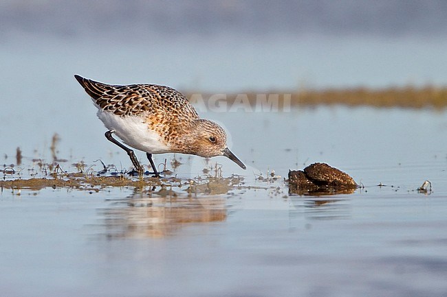 Sanderling (Calidris alba) feeding in a mudflat in Alberta, Canada. stock-image by Agami/Glenn Bartley,