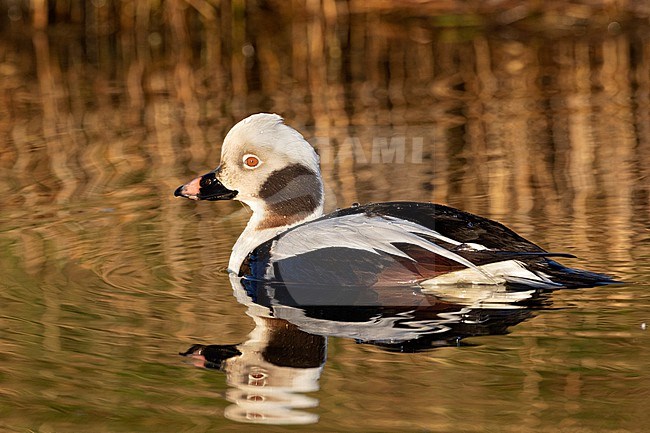 A beautiful drake Long-tailed Duck (Clangula hyemalis) is giving close up views in the early morning light. This bird is in The Netherlands normally seen out at sea where only distant views can be optained. This bird however swam in a small creek on the island of Texel giving excpetional views. stock-image by Agami/Jacob Garvelink,