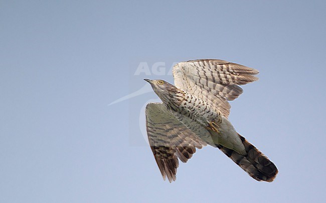 Large Hawk-Cuckoo (Hierococcyx sparverioides) in flight at Doi Inthanon, Thailand stock-image by Agami/Helge Sorensen,