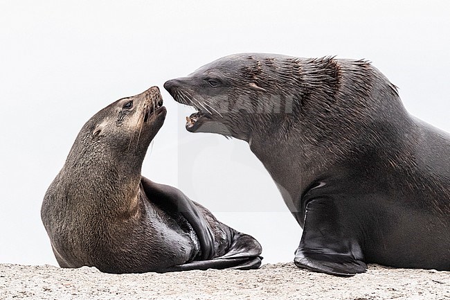 Cape Fur Seal (Arctocephalus pusillus), a male and a female close to each other, Western Cape, South Africa stock-image by Agami/Saverio Gatto,