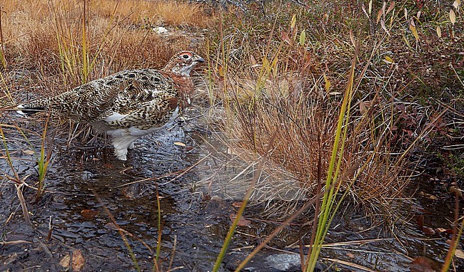 Vrouwtje Moerassneeuwhoen in zomerkleed, Willow Ptarmigan female in summerplumage stock-image by Agami/Markus Varesvuo,