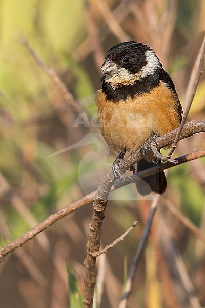 Cinnamon-rumped Seedeater (Sporophila torqueola) stock-image by Agami/Dubi Shapiro,