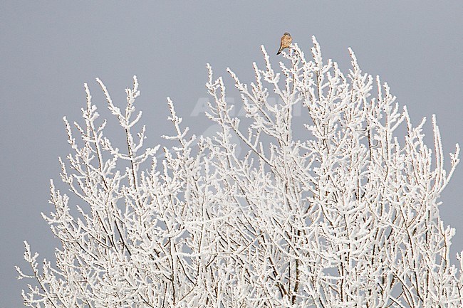 Male Common Kestrel stock-image by Agami/Menno van Duijn,