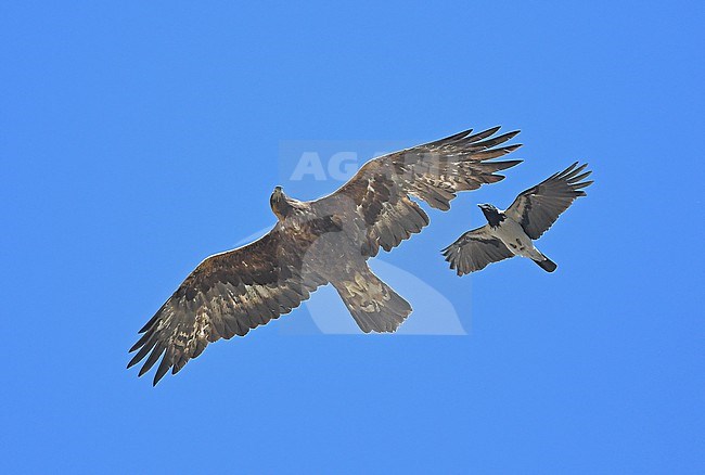 Golden Eagle (Aquila chrysaetos) and the outsmalled Hooded Crow (Corvus cornix) at Lake Sevan, Armenia stock-image by Agami/Eduard Sangster,