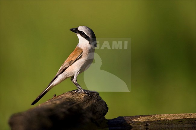 Mannetje Grauwe Klauwier; Male Red-backed Shrike stock-image by Agami/Marc Guyt,