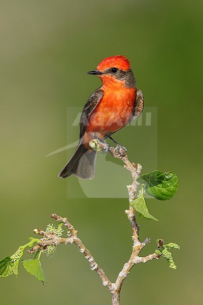 Adult male Vermilion Flycatcher, Pyrocephalus obscurus, in breeding plumage
Riverside County, California, USA. stock-image by Agami/Brian E Small,