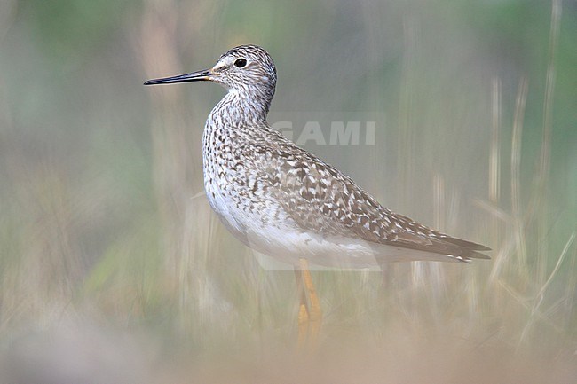 Adult spring Lesser Yellowlegs (Tringa flavipes) taken the Nome in Alaska. stock-image by Agami/Nicolas Bastide,