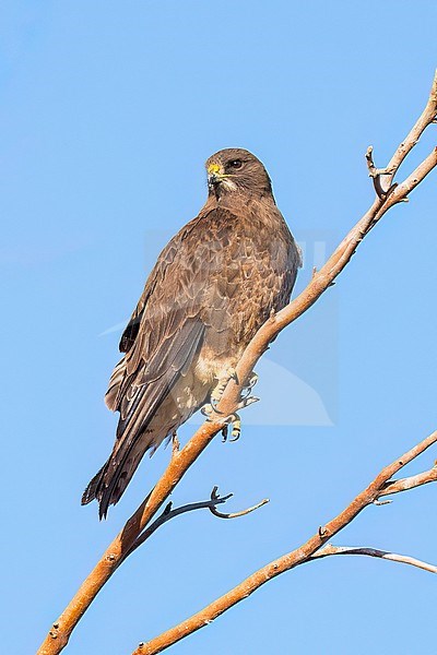 Adult (dark morph)
San Diego Co., CA
April 2023 stock-image by Agami/Brian E Small,