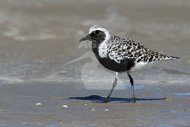 Adult breeding
Galveston Co., TX
May 2016 stock-image by Agami/Brian E Small,