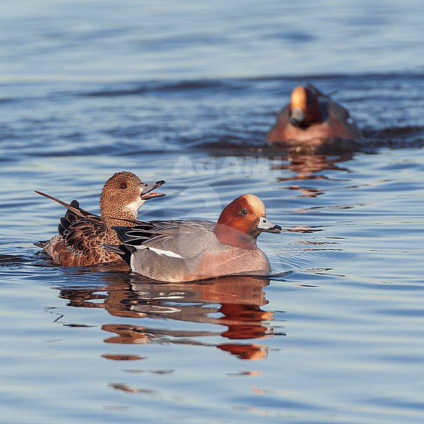 Eurasian Wigeons (Anas penelope) wintering in the Netherlands. Male and female, chased by another male Wigeon. stock-image by Agami/Marc Guyt,