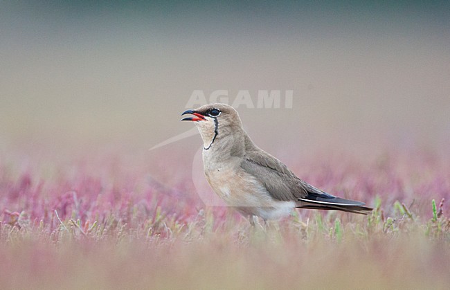 Vorkstaartplevier volwassend roepend; Collared Pratincole adult calling stock-image by Agami/Marc Guyt,