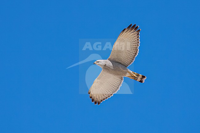 Adult 
Pima Co., AZ
April 2024 stock-image by Agami/Brian E Small,