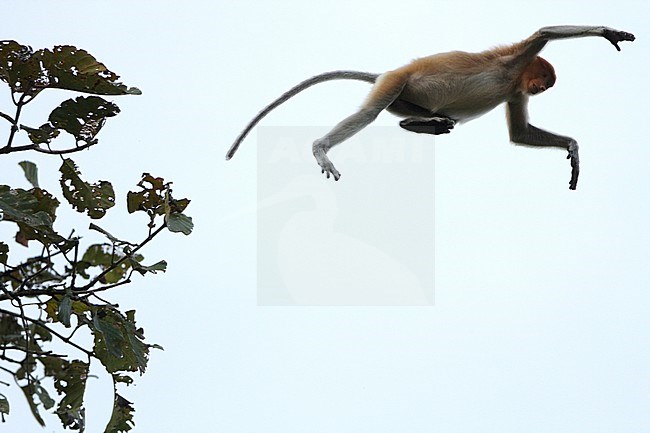 Proboscis Monkey or Bekantan (Nasalis larvatus) jumping from one site of river to the other side of the Kinabatangan river in Sabah, Borneo, Malaysia. stock-image by Agami/James Eaton,