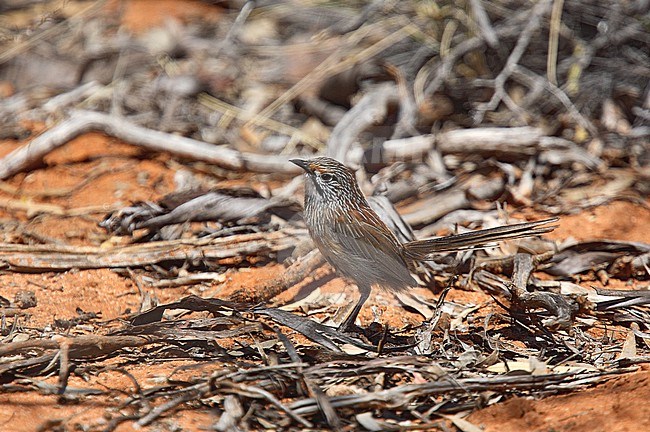 Striated Grasswren, Amytornis striatus, in outback of Australia. stock-image by Agami/Andy & Gill Swash ,