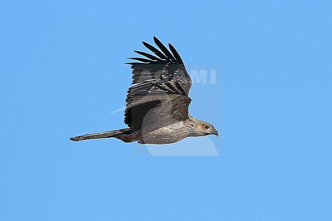Whistling Kite,  Haliastur sphenurus, at Lake Moondarra - Mount Isa - Queensland - Australia stock-image by Agami/Aurélien Audevard,