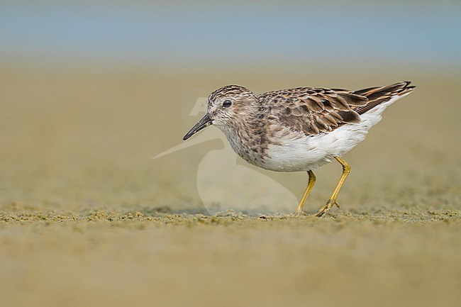 Adult non-breeding
Galveston Co., TX
May 2023 stock-image by Agami/Brian E Small,