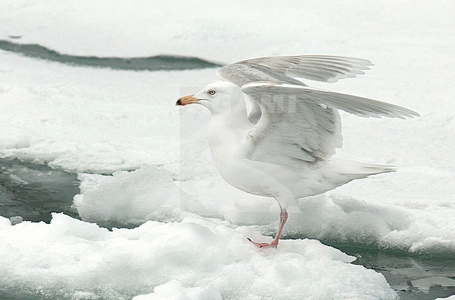 Glaucous Gull (Larus hyperboreus) 3rd summer perched on ice stock-image by Agami/Roy de Haas,