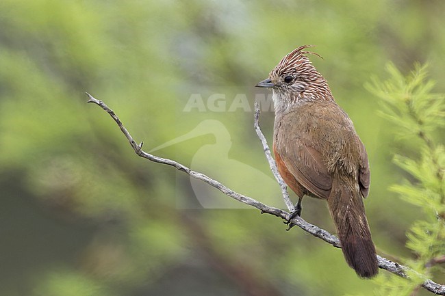 Crested Gallito (Rhinocrypta lanceolata) Perched on a branch in Argentina stock-image by Agami/Dubi Shapiro,