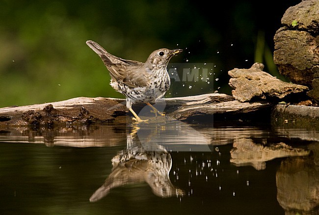 Grote Lijster bij drinkplaats; Mistle Thrush at drinking site stock-image by Agami/Marc Guyt,